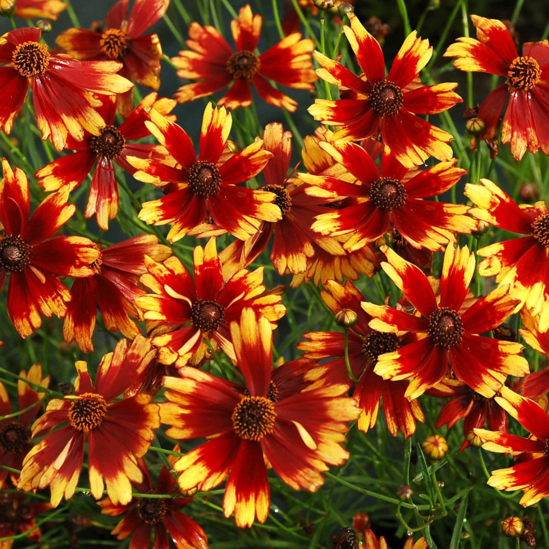 Coreopsis ‘Summer Punch’ | TERRA NOVA® Nurseries, Inc.