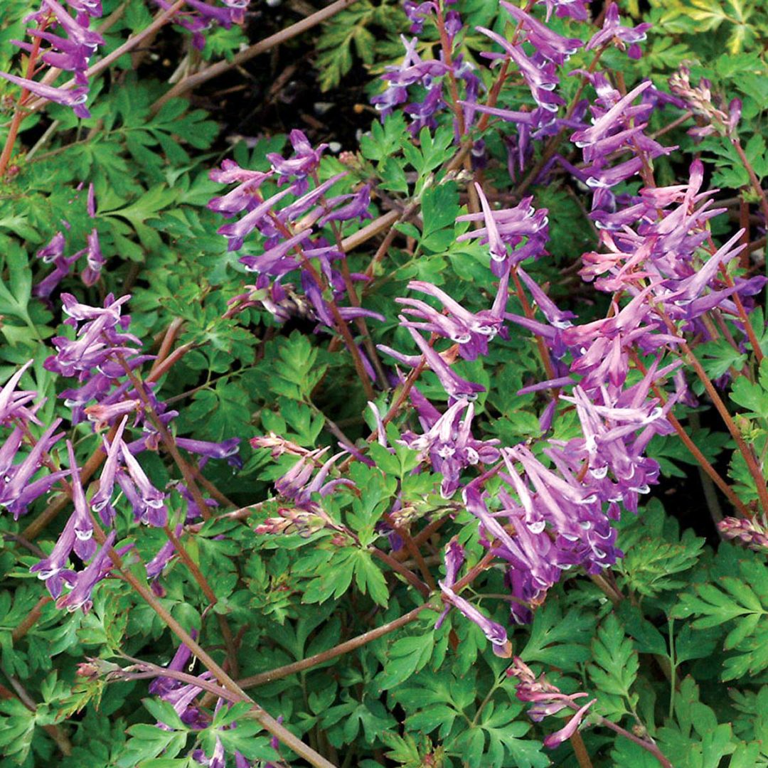 Corydalis ‘Blackberry Wine’ | TERRA NOVA® Nurseries, Inc.