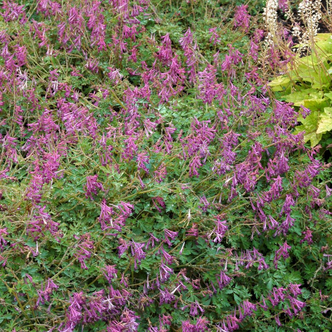 Corydalis ‘Blackberry Wine’ | TERRA NOVA® Nurseries, Inc.