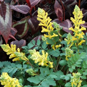 Corydalis ‘Canary Feathers’ | TERRA NOVA® Nurseries, Inc.