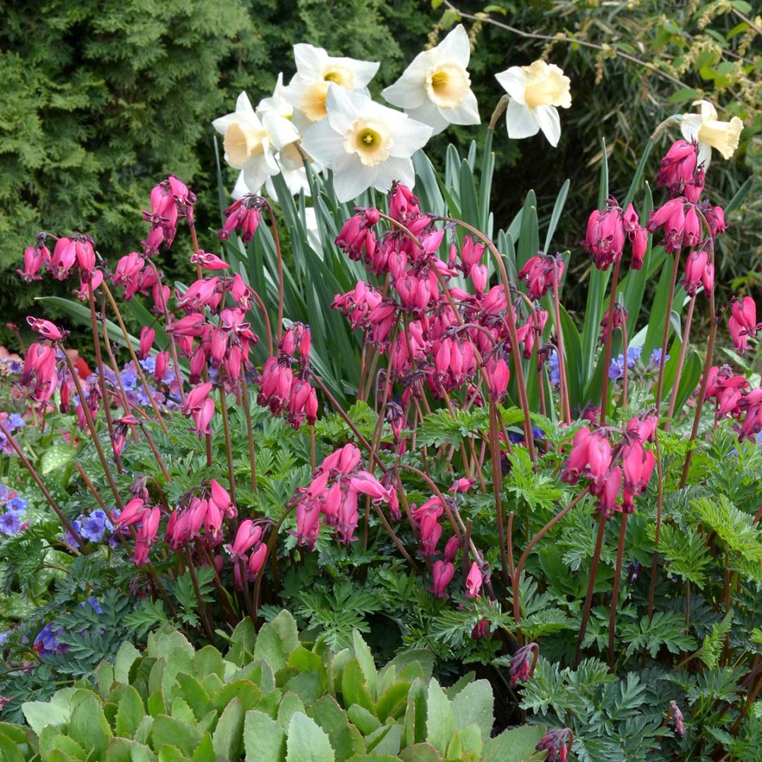 Dicentra ‘Amore Rose’ | TERRA NOVA® Nurseries, Inc.