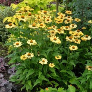 Echinacea 'Aloha'
