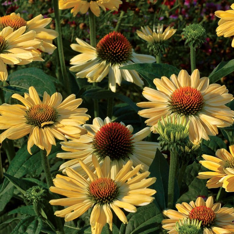 Echinacea ‘aloha’ 