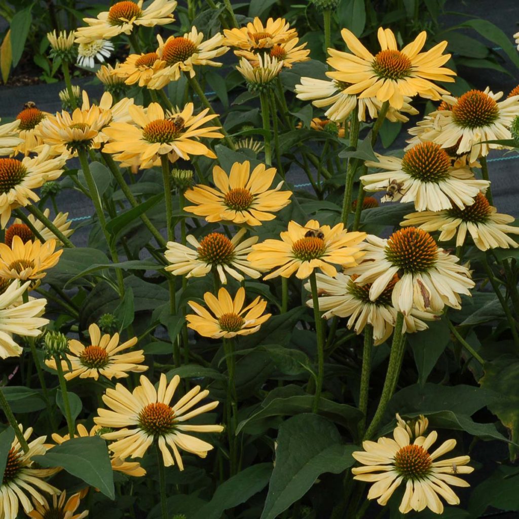 Echinacea ‘aloha’ 