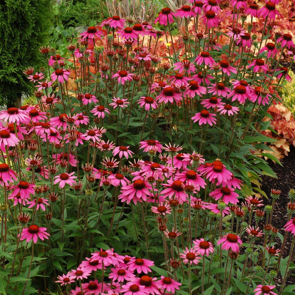 Echinacea ‘Milkshake’ | TERRA NOVA® Nurseries, Inc.