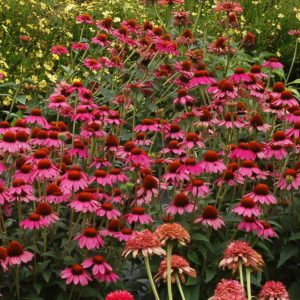 Echinacea ‘Amazing Dream’ | TERRA NOVA® Nurseries, Inc.