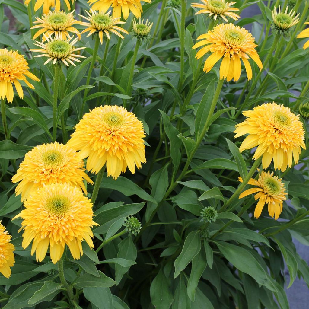 Echinacea CARA MIA™ Yellow | TERRA NOVA® Nurseries, Inc.