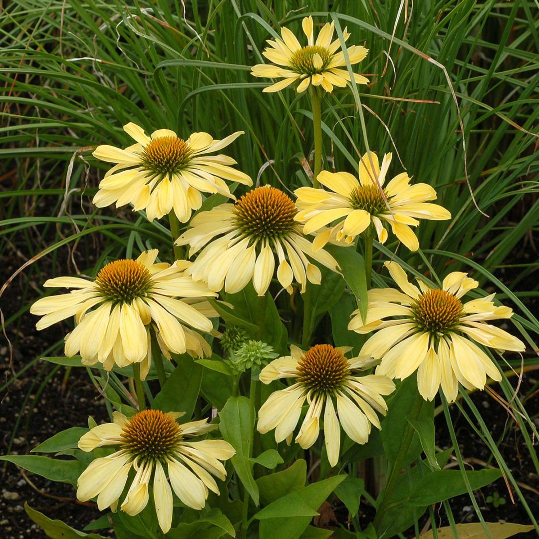 Echinacea ‘Chiquita’ | TERRA NOVA® Nurseries, Inc.