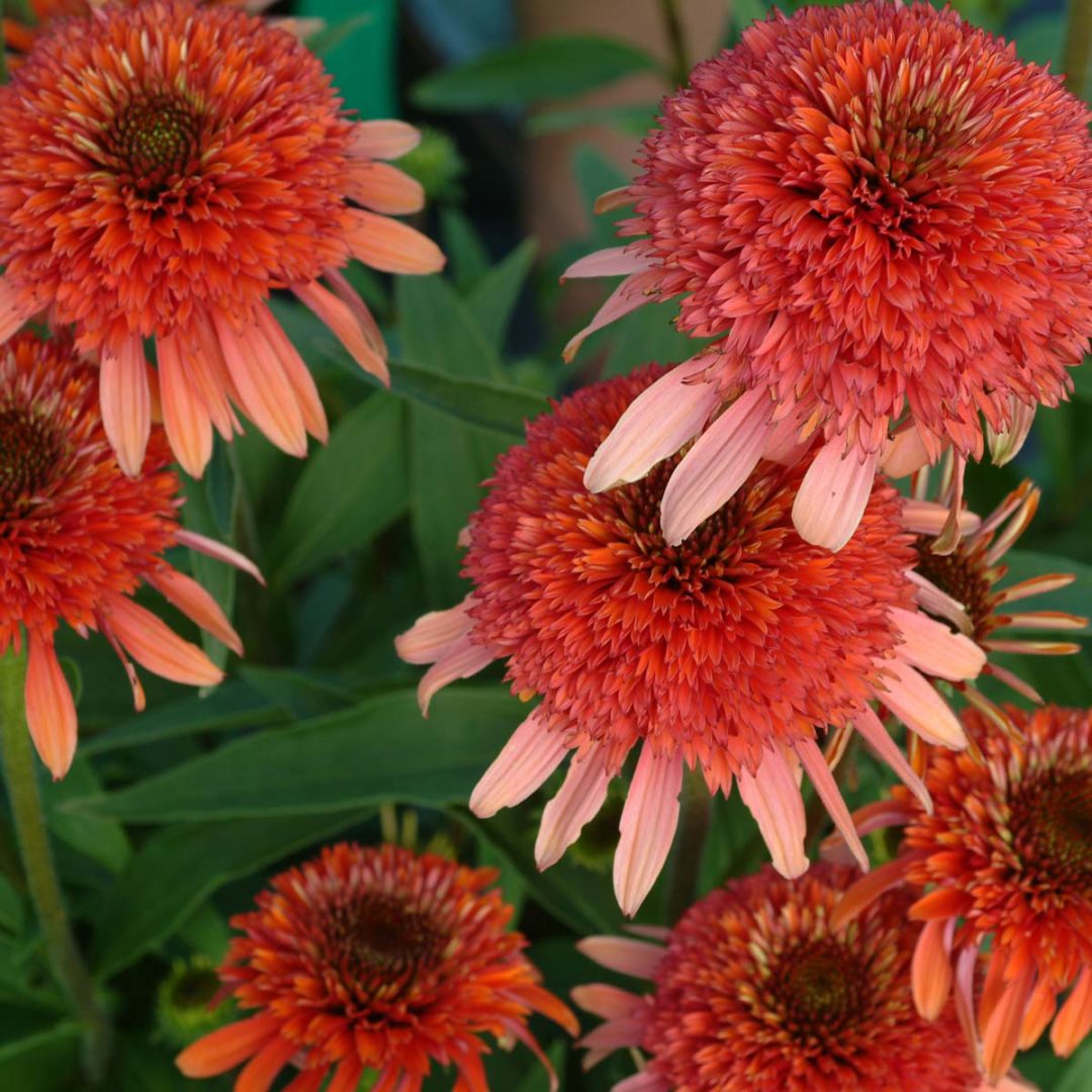 Echinacea ‘Coral Reef’ | TERRA NOVA® Nurseries, Inc.