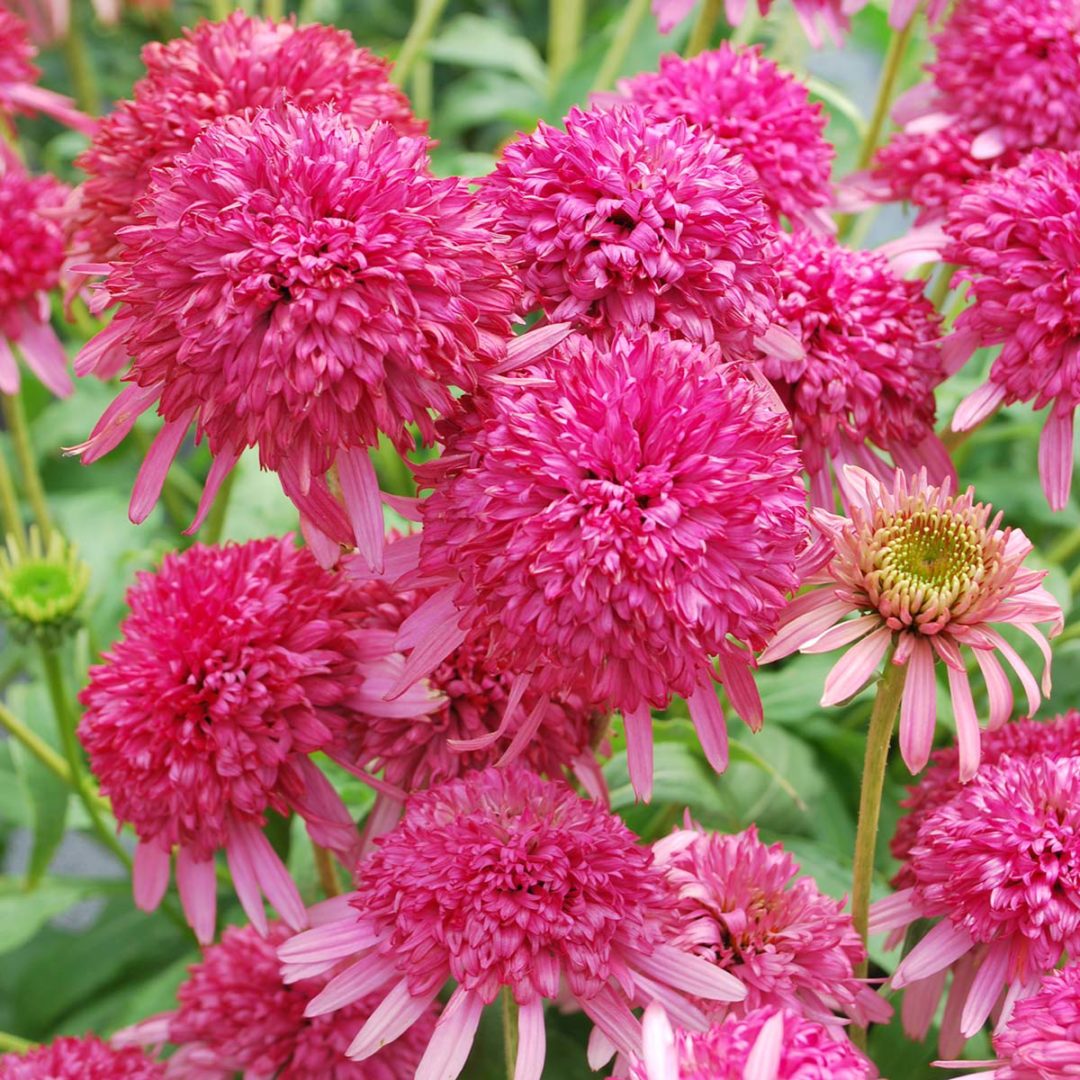 Echinacea ‘cranberry Cupcake’ 