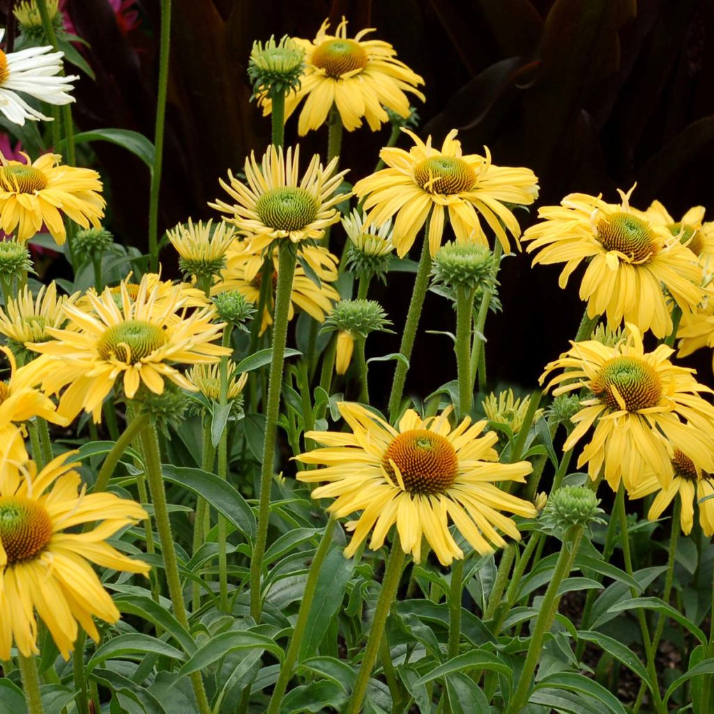 Echinacea ‘Daydream’ | TERRA NOVA® Nurseries, Inc.