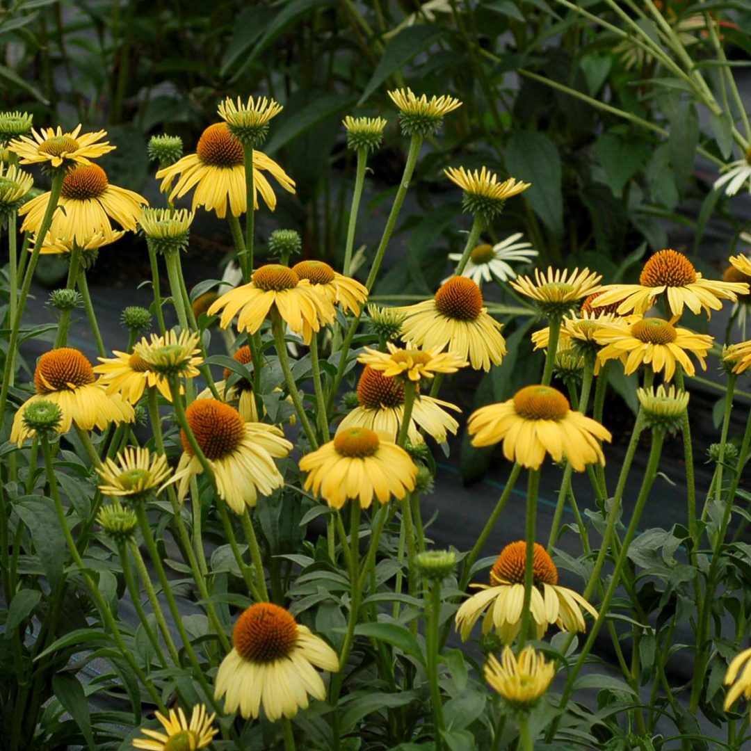 Echinacea ‘Daydream’ | TERRA NOVA® Nurseries, Inc.