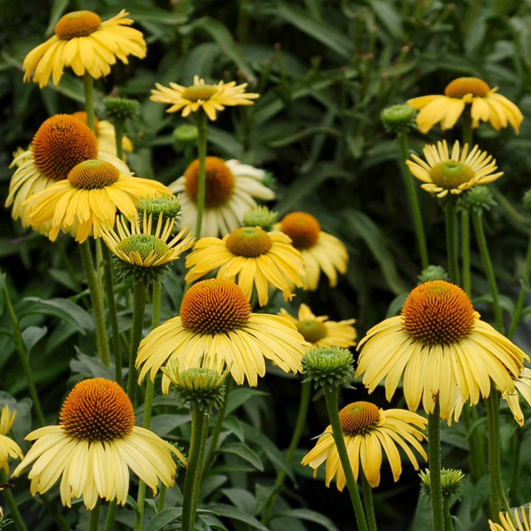 Echinacea ‘Daydream’ | TERRA NOVA® Nurseries, Inc.