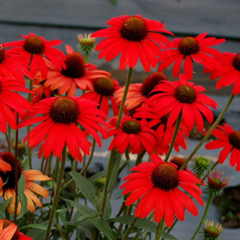 Echinacea ‘Dixie Scarlet’ | TERRA NOVA® Nurseries, Inc.