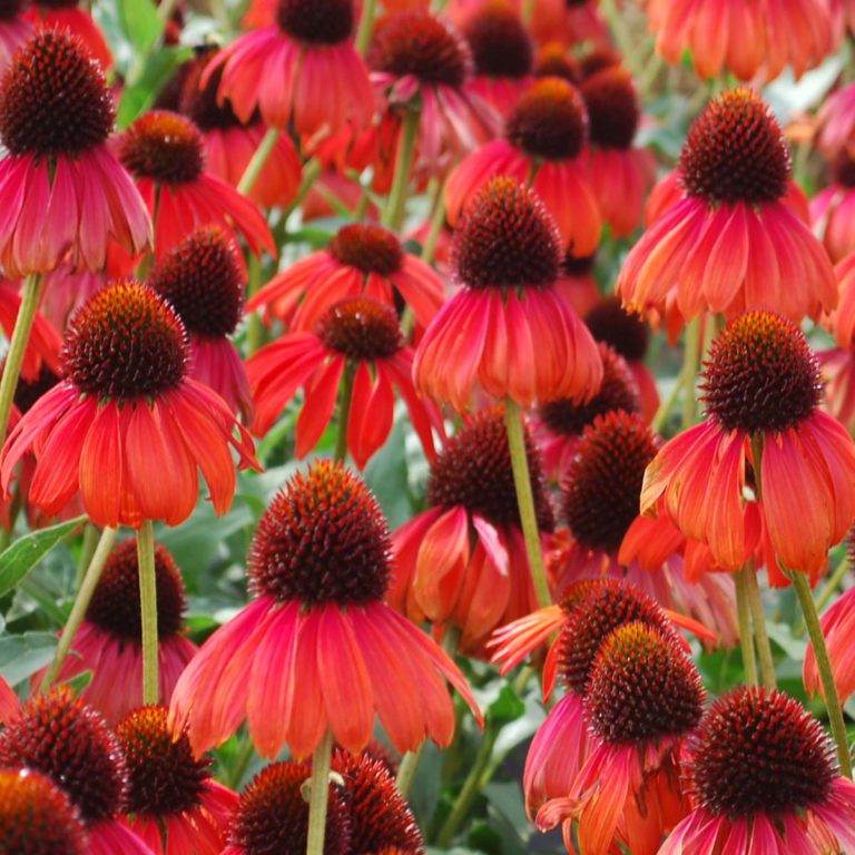 Echinacea | TERRA NOVA® Nurseries, Inc.