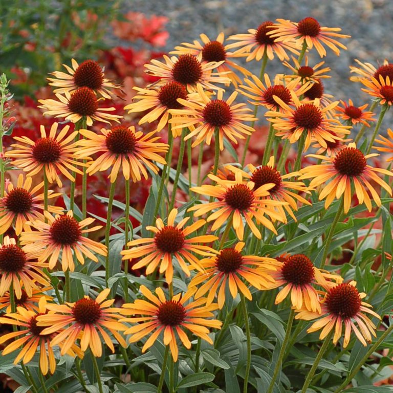 Echinacea ‘Flame Thrower’ | TERRA NOVA® Nurseries, Inc.