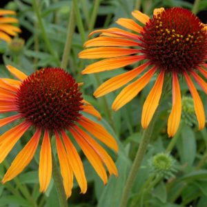 Echinacea ‘Flame Thrower’ | TERRA NOVA® Nurseries, Inc.