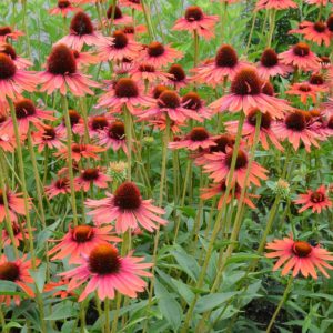 Echinacea ‘Hot Lava’ | TERRA NOVA® Nurseries, Inc.