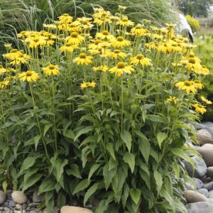 Echinacea 'Leilani'