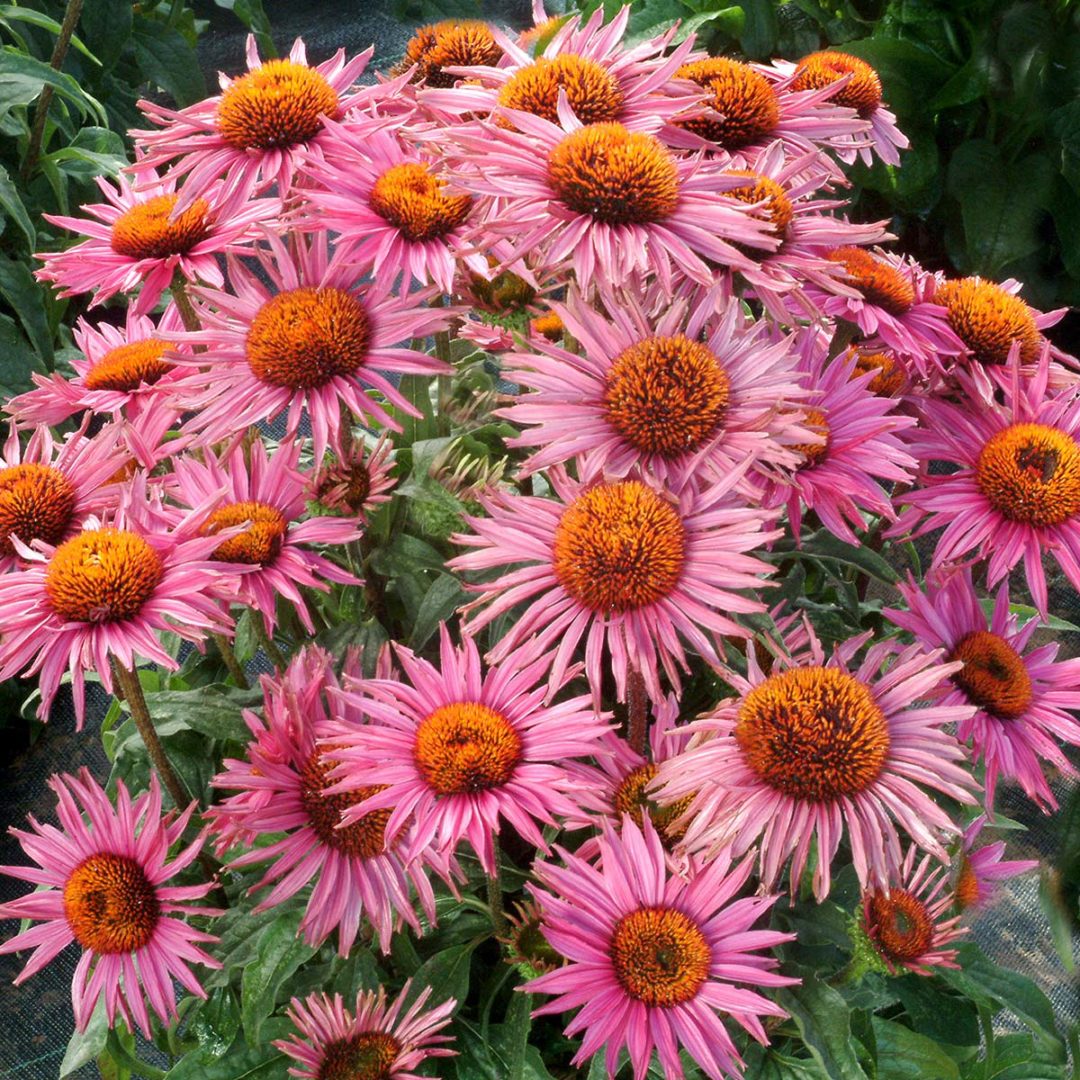 Echinacea ‘Little Giant’ | TERRA NOVA® Nurseries, Inc.