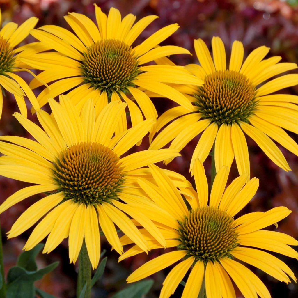 Echinacea ‘Mac ‘n’ Cheese’ | TERRA NOVA® Nurseries, Inc.