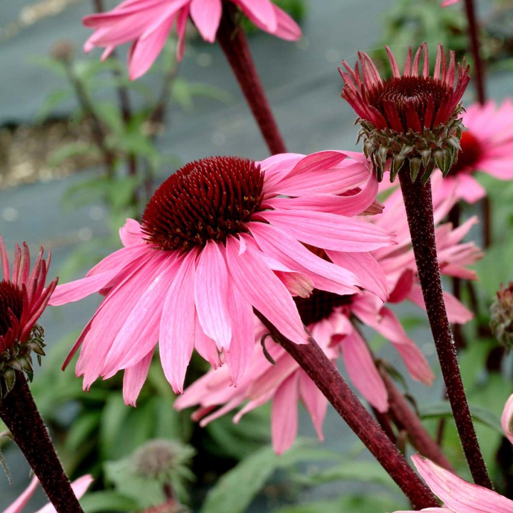 Echinacea ‘Merlot’ | TERRA NOVA® Nurseries, Inc.