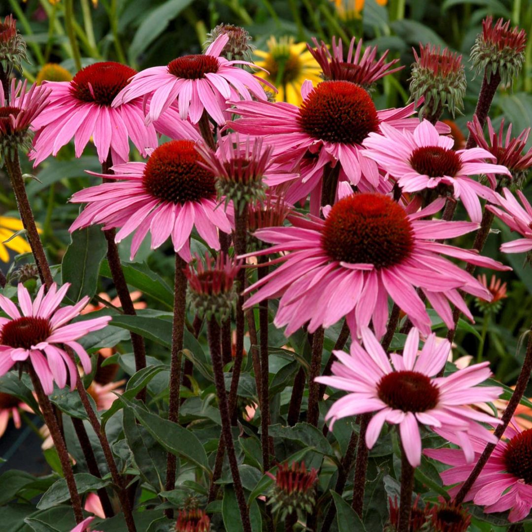 Echinacea ‘Merlot’ | TERRA NOVA® Nurseries, Inc.