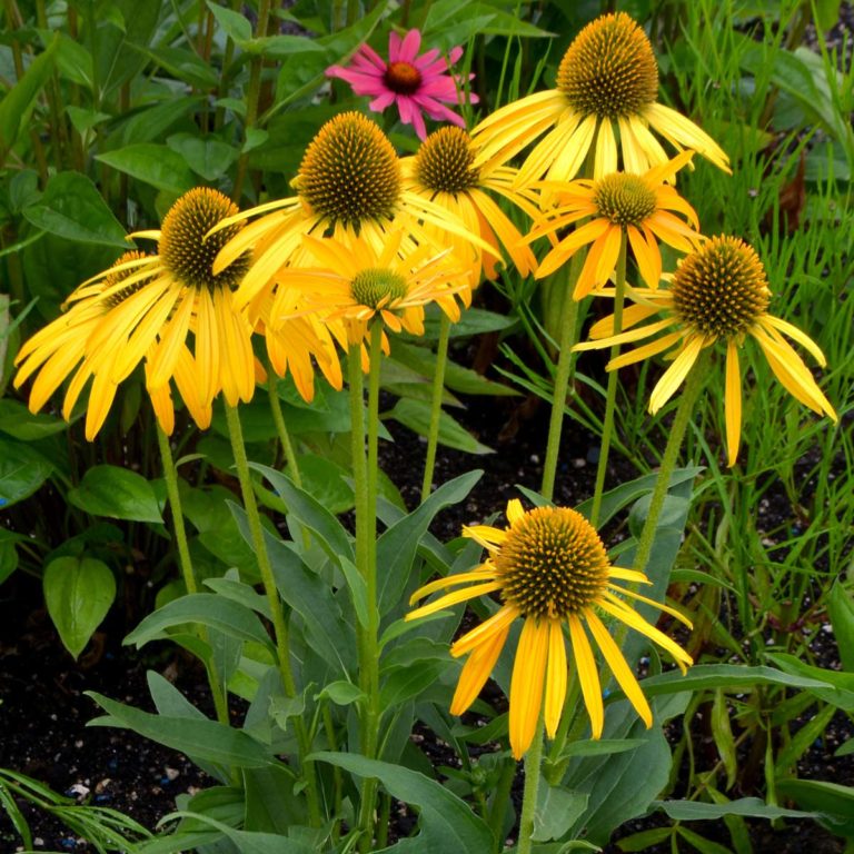 Echinacea | TERRA NOVA® Nurseries, Inc.