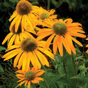 Echinacea ‘Now Cheesier’ | TERRA NOVA® Nurseries, Inc.