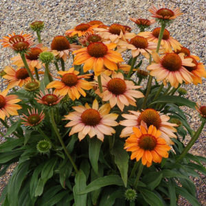 Echinacea PRIMA™ 'Ginger'
