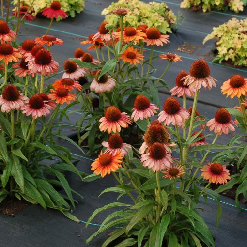 Echinacea PRIMA™ Ginger | TERRA NOVA® Nurseries, Inc.