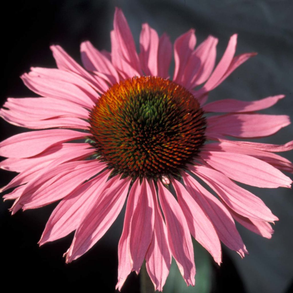 Echinacea ‘Ruby Giant’ | TERRA NOVA® Nurseries, Inc.