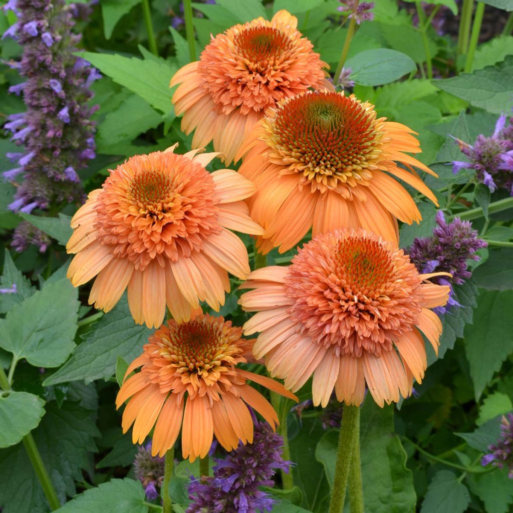 Echinacea SUPREME™ ‘Cantaloupe’ | TERRA NOVA® Nurseries, Inc.