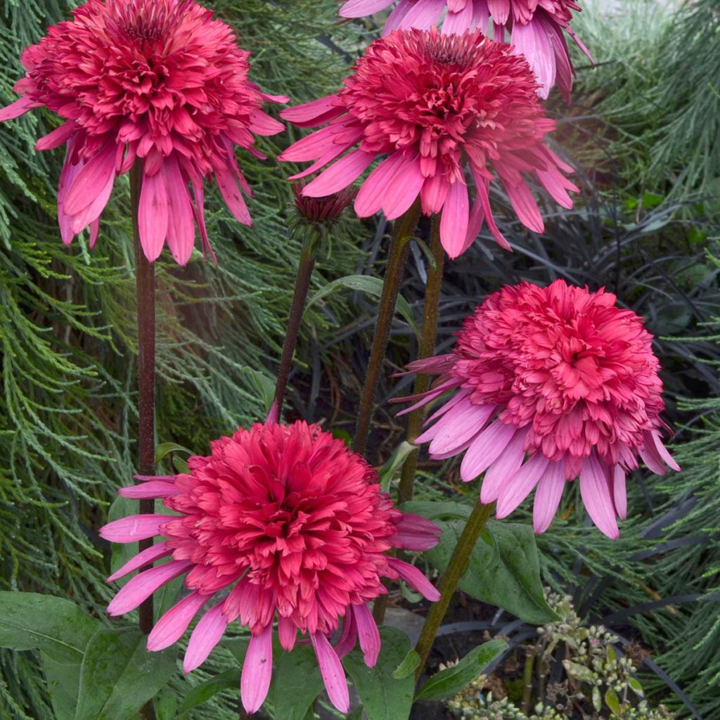 Echinacea Supreme Elegance Terra Nova Nurseries Inc