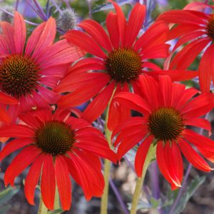 Echinacea 'Tomato Soup'