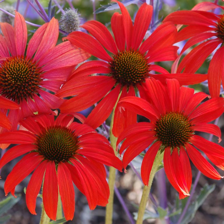 Echinacea ‘Tomato Soup’ | TERRA NOVA® Nurseries, Inc.