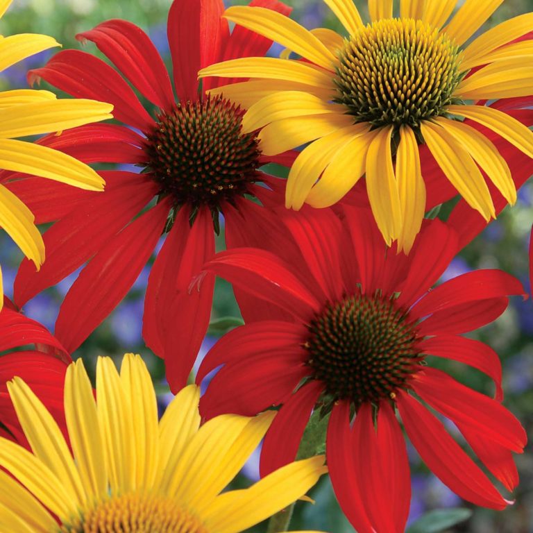 Echinacea ‘Tomato Soup’ | TERRA NOVA® Nurseries, Inc.