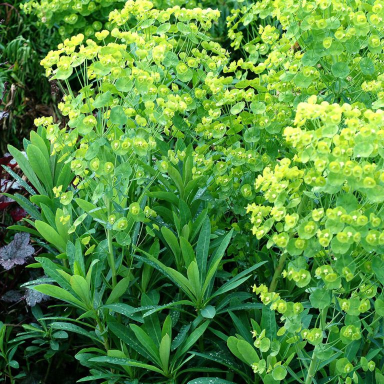 Euphorbia ‘Blue Lagoon’ | TERRA NOVA® Nurseries, Inc.