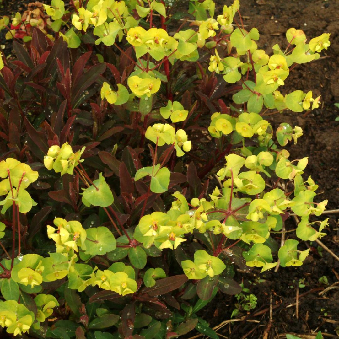 Euphorbia ‘Golden Glory’ | TERRA NOVA® Nurseries, Inc.