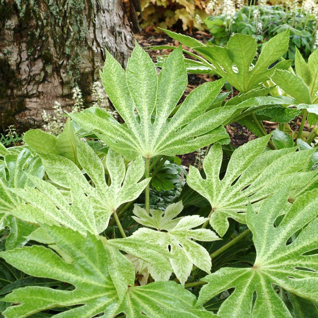 Fatsia ‘Spider’s Web’ | TERRA NOVA® Nurseries, Inc.