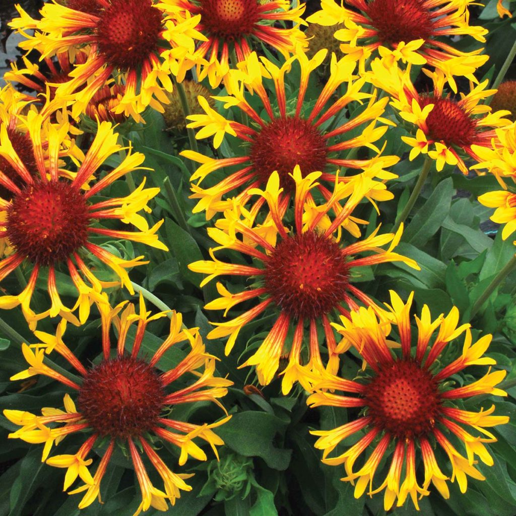 gaillardia-sun-flare-terra-nova-nurseries-inc