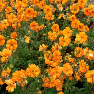 Geum ‘Fireball’ | TERRA NOVA® Nurseries, Inc.