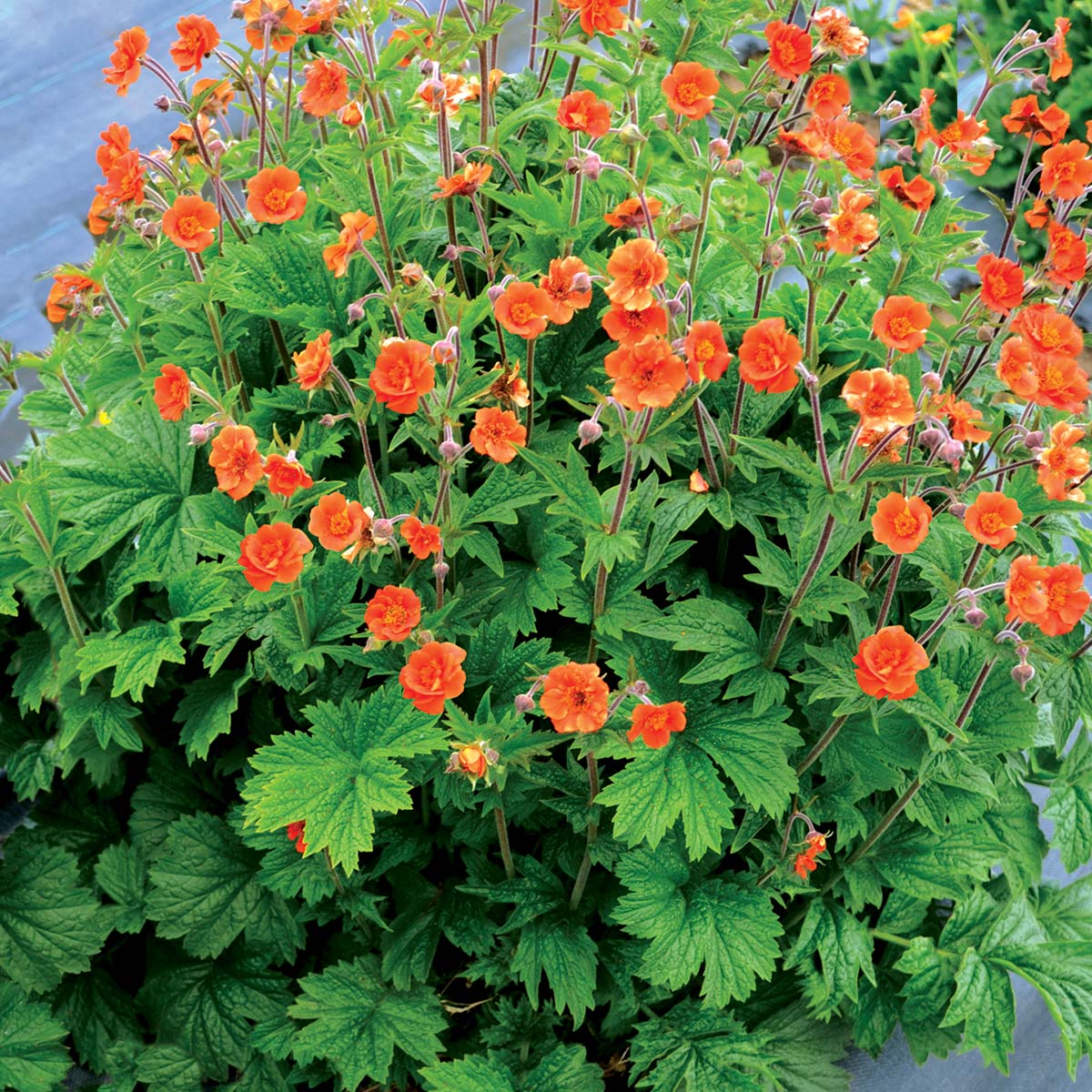 Geum rustico orange