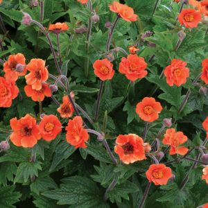 Geum RUSTICO™ ‘Orange’ | TERRA NOVA® Nurseries, Inc.