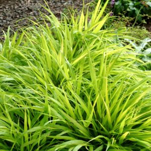 Hakonechloa ‘All Gold’ | TERRA NOVA® Nurseries, Inc.