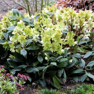 Helleborus ‘Honeyhill Joy’ | TERRA NOVA® Nurseries, Inc.