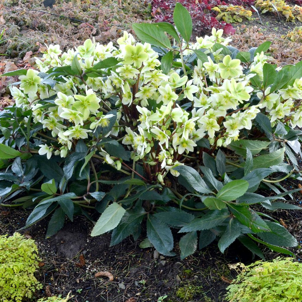 Helleborus ‘Honeyhill Joy’ | TERRA NOVA® Nurseries, Inc.