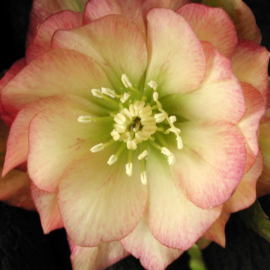 Helleborus WINTER JEWELS™ ‘Amber Gem’ | TERRA NOVA® Nurseries, Inc.