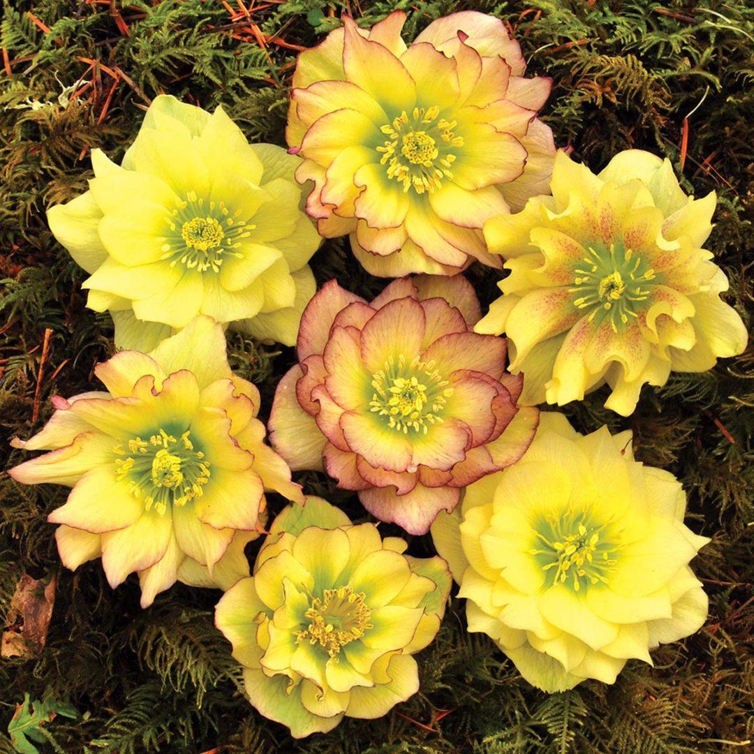 Helleborus WINTER JEWELS™ ‘Golden Lotus’ | TERRA NOVA® Nurseries, Inc.