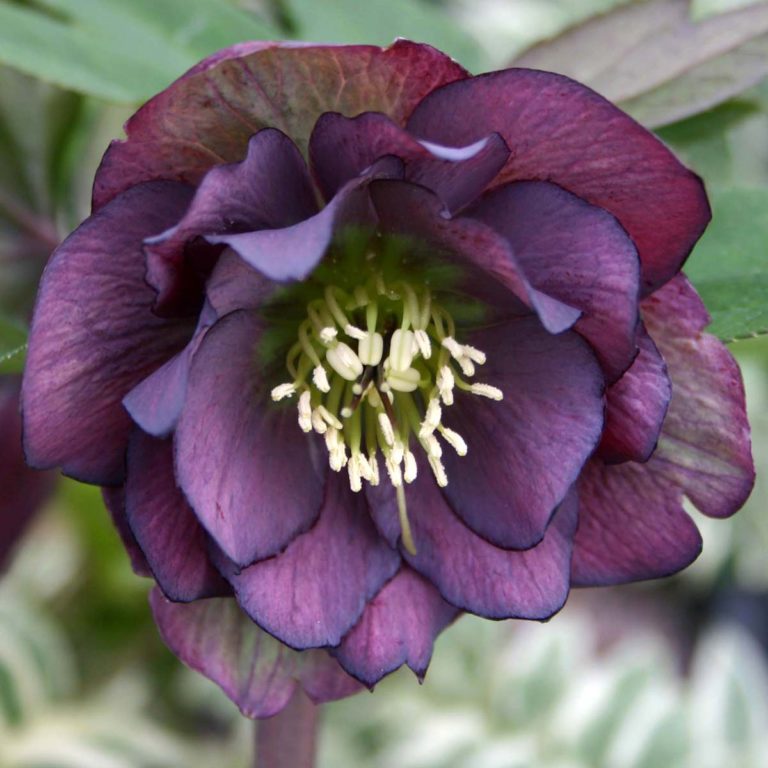 Helleborus WINTER JEWELS™ ‘Onyx Odyssey’ | TERRA NOVA® Nurseries, Inc.